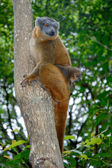Lémur à collier roux, Eulemur collaris,  Madagascar
