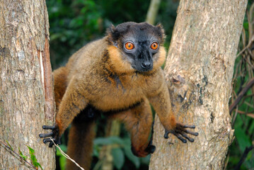 Lémur à collier roux, Eulemur collaris,  Madagascar