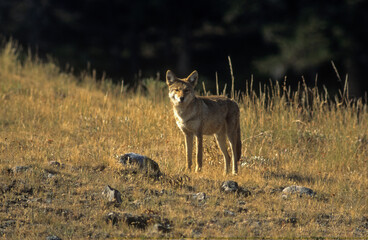 Coyote, Canis latrans, Parc national du Yellowstone, USA,