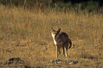 Coyote, Canis latrans, Parc national du Yellowstone, USA,