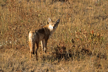 Fototapeta premium Coyote, Canis latrans, Parc national du Yellowstone, USA,