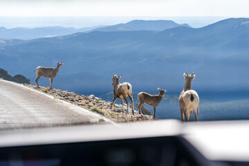 Bighorn sheep in the Rocky Mountains of Colorado