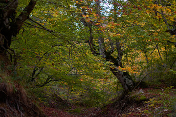 The colors of autumn in the beech forest of the Iranzu River Canyon in the Sierra de Urbasa. Navarre. Spain