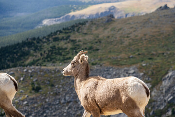 Fototapeta premium Bighorn sheep in the Rocky Mountains of Colorado