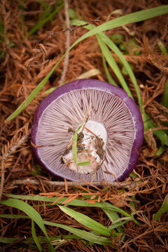 hongo violeta en forraje de oto&ntilde;o