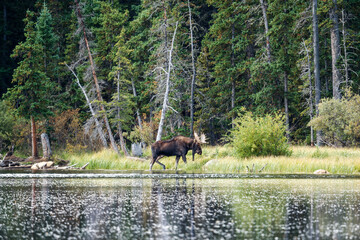 Bull moose in Colorado by a lake, with trees and grass in the background