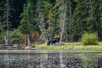 Bull moose in Colorado by a lake, with trees and grass in the background