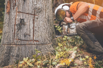 An arborist in  wearing safety equipment and clothes cutting an old ill tree with a chainsaw