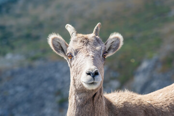 Bighorn sheep in the Rocky Mountains of Colorado