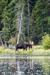 Bull moose in Colorado by a lake, with trees and grass in the background
