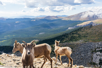Bighorn sheep in the Rocky Mountains of Colorado