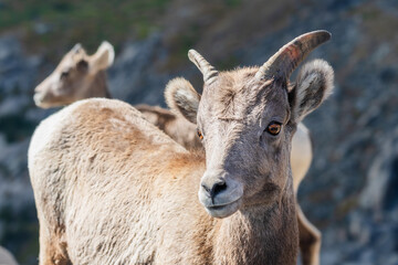 Bighorn sheep in the Rocky Mountains of Colorado