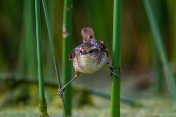 Wren like rushbird, in marsh environment, Patagonia, Argentina