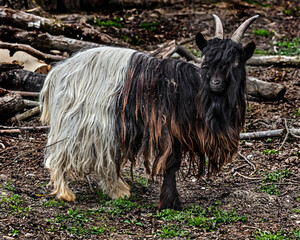 Wallis black and white domestic goat on the lawn in its enclosure