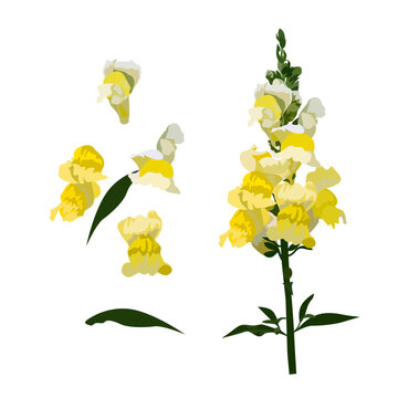 Set of Snapdragon (Antirrhinum) isolated on a white background. vector illustration.
