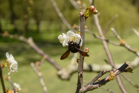 abejorro poliniza flor de frutal en primavera