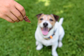 Naklejka na ściany i meble How to use dog treats for training, bonding and rewarding
