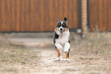 Australian Shepherd puppy. Fall season