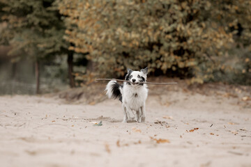 Border Collie dog running. Fall season. Dog in autumn.
