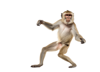 African monkey in funny dancing pose isolated on transparent white background