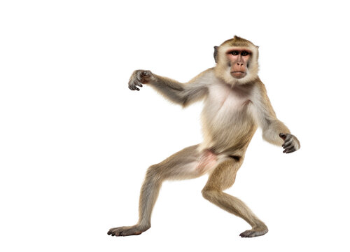 African monkey in funny dancing pose isolated on transparent white background