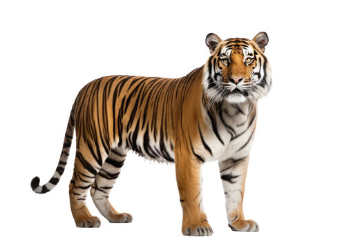 Tiger isolated on transparent white background