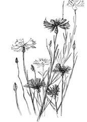 Cornflower. Graphics hand draw floral  illustration of a wild flowers and plants. Summer season flower. Summer postcard. Design element of cosmetics and natural products packaging