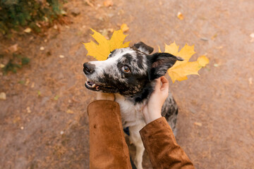 Naklejka na ściany i meble Border Collie dog with fallen leaves. Autumn season