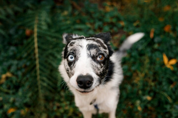 Funny loved border collie dog lookig