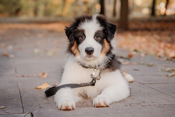 Beautiful Australian Shepherd puppy outdoor in fall season © OlgaOvcharenko