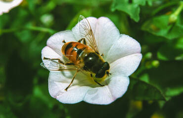The drone fly (Eristalis tenax), fly pollinates a flower, close-up