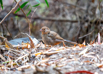 Beautiful California towhee (Melozone crissalis) spotted outdoors in California. Medium-sized songbird with a black head, white belly, and rufous sides. Found in chaparral and oak woodlands throughout