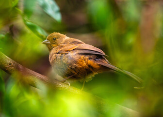 Beautiful California towhee (Melozone crissalis) spotted outdoors in California. Medium-sized songbird with a black head, white belly, and rufous sides. Found in chaparral and oak woodlands throughout