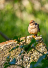 Beautiful California towhee (Melozone crissalis) spotted outdoors in California. Medium-sized songbird with a black head, white belly, and rufous sides. Found in chaparral and oak woodlands throughout