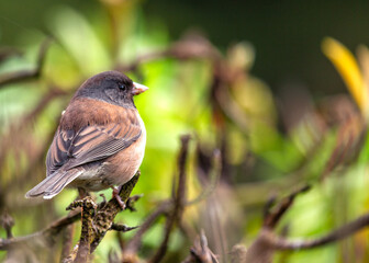 Dark-eyed Junco (Junco hyemalis) Spotted Outdoors in North America