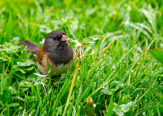 Dark-eyed Junco (Junco hyemalis) Spotted Outdoors in North America