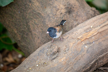 Dark-eyed Junco (Junco hyemalis) Spotted Outdoors in North America