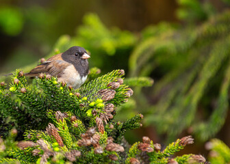Dark-eyed Junco (Junco hyemalis) Spotted Outdoors in North America