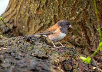 Dark-eyed Junco (Junco hyemalis) Spotted Outdoors in North America