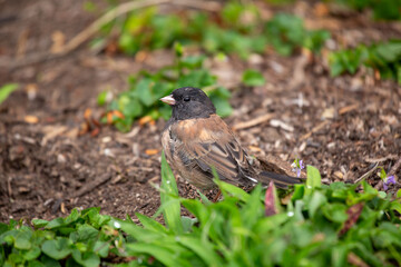 Dark-eyed Junco (Junco hyemalis) Spotted Outdoors in North America