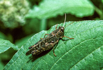 Calliptamus italicus - the Italian locust, grasshopper sitting on a green leaf