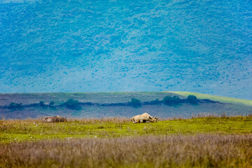 two wild rhinos lie in meadow in huge crater in Ngorongoro