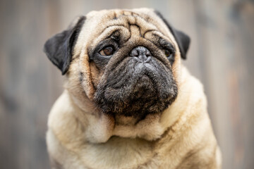 A close-up portrait of a beige pug. High quality photo