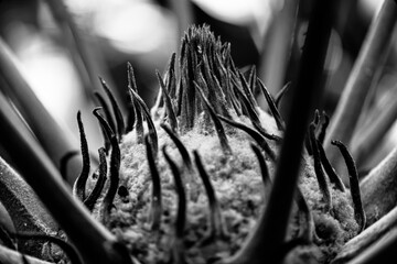 Plant (B&W)