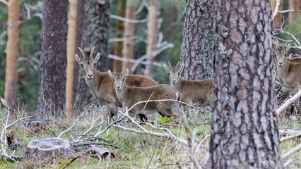 Fauna Iberica