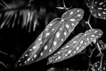 Plant (B&W)