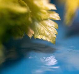 celery leaf reflected in water on an aqua colored plate close up
