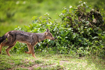 striped jackal walks along animal path side view