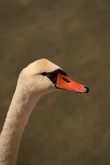cygne