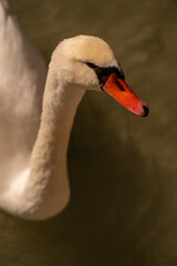 cygne